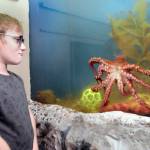 Landon Williams, 8, of Lakewood watches a young giant Pacific octopus in its tank on Thursday at Feiro Marine Life Center at Port Angeles City Pier. (Keith Thorpe/Peninsula Daily News)