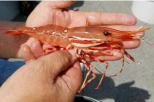 More days of recreational shrimping are being added for the eastern Strait of Juan de Fuca.
(Eric Winther/Washington Department of Fish and Wildlife)