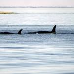Three members of an orca family swim off the east shore of the National Wildlife Reserve on Protection Island near Port Townsend on Monday. Southern Resident orcas have only 74 members and are listed as an endangered species. (Steve Mullensky/for Peninsula Daily News)