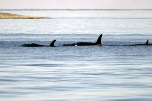 Three members of an orca family swim off the east shore of the National Wildlife Reserve on Protection Island near Port Townsend on Monday. Southern Resident orcas have only 74 members and are listed as an endangered species. (Steve Mullensky/for Peninsula Daily News)
