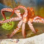 A giant Pacific octopus swims in its tank at Feiro Marine Science Center at Port Angeles City Pier while fans of the creature cast ballots for a name in an online poll, which ended Thursday afternoon. Octomatic was the peoples choice with 54.1 percent of 1,123 votes cast, winning out over Olive with 39 percent, Cranberry with 3.9 percent, Toby with 2 percent and Bobbie with 0.9 percent. The octopus, which was captured in Agate Bay north of Joyce, will reside at Feiro until it reaches maturity, and then it will be released in the area of where it was found. (Keith Thorpe/Peninsula Daily News)