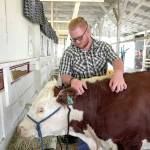 Graden Kubas, 16, of Sequim, scratches the back of his Hereford steer, Hammer, that he plans to exhibit in the Fitting and Showing category of the Jefferson County Fair in Port Townsend on Saturday. Kubas, a member of FFA, raised the steer from about 1 week old to its present age of 16 months and weighs about 1,000 to 1,300 pounds. Kubas plans to auction Hammer at the Clallam County Fair and hopes to net around $4 per pound. (Steve Mullensky/for Peninsula Daily News)