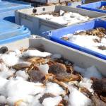 Keith Thorpe/Peninsula Daily News
Cases of liive crab on ice await preparation for cooking at the Dungeness Crab and Seafood Festival on Friday in Port Angeles.