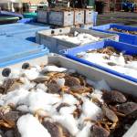Cases of live crab on ice await preparation for cooking at the Dungeness Crab and Seafood Festival in 2021. (Keith Thorpe/Peninsula Daily News)