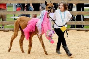 Sophia Murphy, 8, of Port Angeles walks around the show ring with her alpaca, Julie, during Saturdays alpaca costume parade at the Clallam County Fair. (Keith Thorpe/Peninsula Daily News)