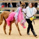 Sophia Murphy, 8, of Port Angeles walks around the show ring with her alpaca, Julie, during Saturdays alpaca costume parade at the Clallam County Fair. (Keith Thorpe/Peninsula Daily News)
