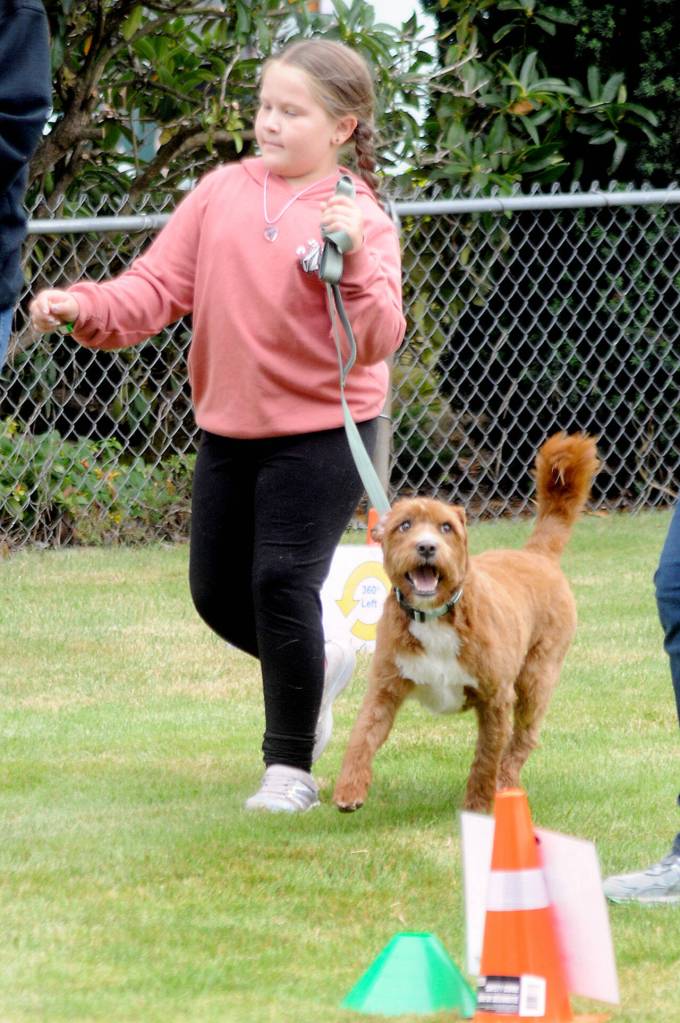 Alice Rasmussen, 8, of Forks, a member of the Happy Tails 4H Club, takes her dog, Reba, a mini Labradoodle, around an obedience course during a show on Saturday at the Clallam County Fair. (Keith Thorpe/Peninsula Daily News)