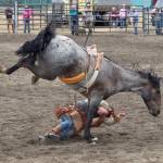 Carson Holt, age 20, of Sequim, falls off his horse in the bareback riding competition at the Clallam County Fair rodeo Sunday. He only lasted five seconds, short of the required eight seconds to win $600. (Dave Logan/for Peninsula Daily News)