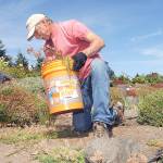 Randy Smith of Sequim, a volunteer with the Sequim Botanical Garden Society, pulls weeds from the organizations garden at the Water Reuse Demonstration Park at Carrie Blake Park in Sequim on Saturday. (Keith Thorpe/Peninsula Daily News)