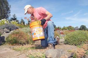 Randy Smith of Sequim, a volunteer with the Sequim Botanical Garden Society, pulls weeds from the organizations garden at the Water Reuse Demonstration Park at Carrie Blake Park in Sequim on Saturday. (Keith Thorpe/Peninsula Daily News)