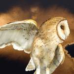 Barn Owl by Jeannine Chappell is among those featured at the Blue Whole Gallery in September.