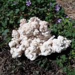 Thats not cauliflower; its cauliflower calcite. View interesting creations such as this at the Clallam County Gem & Mineral Associations Rock, Gem & Jewelry Show. (Photo courtesy of Kathy Schreiner/Clallam County Gem & Mineral Association)