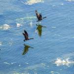 A flock of Canada geese take off from Port Townsend on Tuesday morning heading south. (Steve Mullensky/for Peninsula Daily News)