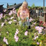 Nadine Gregory of Port Angeles deadheads flowers in her plot at the Fifth Street Community Garden in Port Angeles. The garden contains a wide variety of home-grown fruits, vegetables and decoratives planted by members of the public. (Keith Thorpe/Peninsula Daily News)