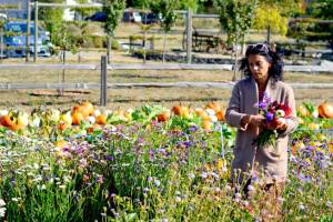 As flower-cutting season gives way to pumpkin selection, Kaya Mindlin of Port Townsend picks dahlias and statice at Wilderbee Farm just outside the city. Fall temperatures are expected to remain in the mid to upper 60s this week with an increasing chance of a few showers by the weekend. (Diane Urbani de la Paz/For Peninsula Daily News)