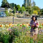 As flower-cutting season gives way to pumpkin selection, Kaya Mindlin of Port Townsend picks dahlias and statice at Wilderbee Farm just outside the city. Fall temperatures are expected to remain in the mid to upper 60s this week with an increasing chance of a few showers by the weekend. (Diane Urbani de la Paz/For Peninsula Daily News)