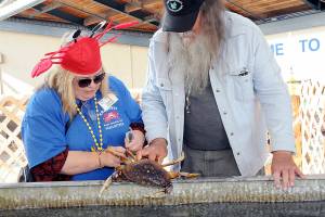 KEITH THORPE/PENINSULA DAILY NEWS 

Denise Butler, left, and Karl Pohlod, both members of the North Olympic Peninsula Chapter of Puget Sound Anglers, on Friday tie plastic markers to a crab that will be eligible for catch during the Grab-A-Crab Derby, a featured activity of the Dungeness Crab and Seafood Festival on the Port Angeles waterfront. Twenty tagged crabs were seeded into a pair of tanks, allowing the catchers a $20 discount on a crab dinner or half off on a takeout crab from the derby, which is also set for today from 10 a.m. to 6 p.m. The festival runs through Sunday. For information, see crabfestival.org.