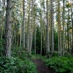 A number of neighbors and users of Miller Peninsula State Park hope to limit the proposed development of the property as state officials consider making it a destination park. (Michael Dashiell/Olympic Peninsula News Group)