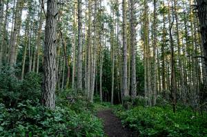 A number of neighbors and users of Miller Peninsula State Park hope to limit the proposed development of the property as state officials consider making it a destination park. (Michael Dashiell/Olympic Peninsula News Group)