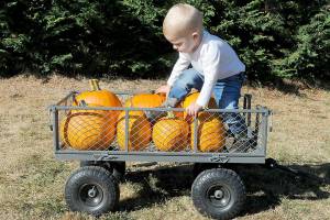 KEITH THORPE/PENINSULA DAILY NEWS
Two-year-old Knox Wahlsten of Port Angeles crawls into a cart filled with freshly-cut pumpkins on Wednesday at a pumpkin patch grown at Agnew Grocery in the Agnew area between Port Angeles and Sequim. The grocery and feed store at 2863 Old Olympic Highway features two fields of u-pick pumpkins as well as other seasonal activities for youngsters.