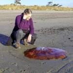 Hilary Lewis of Olympia looks over a 36-inch jellyfish that washed up on the beach at Fort Worden last weekend. The jelly was identified as probably a Lions Mane jellyfish by Emilee Carpenter, aquarium specialist at the Port Townsend Marine Science Center. Such jellyfish can grow very large, she said Tuesday, adding that the color is accurate. (Steve Mullensky/for Peninsula Daily News)