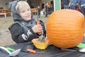 Bennet Web, 5, of Sequim picks out the perfect utensil for carving his jack-o-lantern during Saturdays Halloween celebration at the Sequim Prairie Grange near Carlsborg. Trunk-or-Treat, hosted by grange members, featured candy and treats, food, pumpkin carving and other activities. For information about Halloween activities today, see Page A3. (Keith Thorpe/Peninsula Daily News)