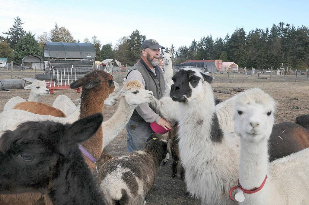 Greg Winkle of Olympic Peninsula Llama/Alpaca Rescue is surrounded by the animals, lured from the pasture at the sight of a food bucket. (Keith Thorpe/Peninsula Daily News)
