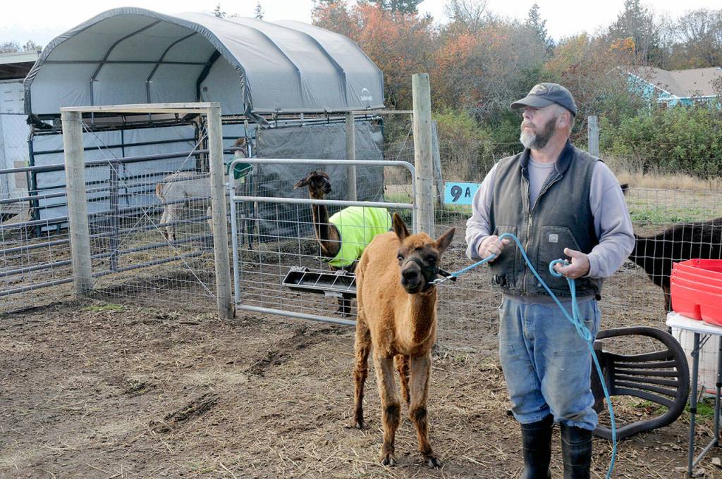 Greg Winkle of Olympic Peninsula Llama/Alpaca Rescue holds the leash of an alpaca near a stable area for other animals. (Keith Thorpe/Peninsula Daily News)