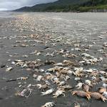 Massive die-offs of Dungeness crab have been documented off the Pacific Northwest Coast. Once dead, the aquatic crabs often wash up on beaches, such as the ones photographed on Kalaloch Beach on June 14, 2022. (Courtesy photo / Jenny Waddell, National Oceanic and Atmospheric Administration, Olympic Coast National Marine Sanctuary)