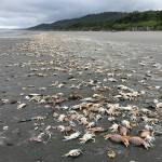 Massive die-offs of Dungeness crab have been documented off the Pacific Northwest Coast. Once dead, the aquatic crabs often wash up on beaches, such as the ones photographed on Kalaloch Beach on June 14, 2022. (Courtesy photo / Jenny Waddell, National Oceanic and Atmospheric Administration, Olympic Coast National Marine Sanctuary)