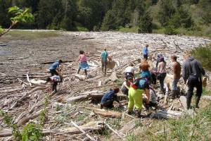 Volunteers clean up marine trash at the head of Tarboo Bay.