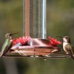 Photo by Dow Lambert / Shirley Anderson and Ken Wiersema lead the next Backyard Birding series, hosted by the Olympic Peninsula Audubon Society, on Saturday. Pictured here are Roufus hummingbirds on a feeder.