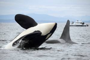 NOAA fisheries photo