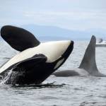 NOAA fisheries photo