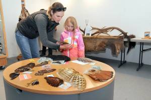 Rebecca Burdick of Novato, Calif., examines a display of bird wings with her daughter, Ava Burdick, 5, at the Dungeness Nature Center at Railroad Bridge Park in Sequim. The newly opened nature center has moved its bird displays from the former Dungeness River Audubon Center on the same site and has plans for additional educational displays to teach about the flora and fauna of the Dungeness Valley. (Keith Thorpe/Peninsula Daily News)