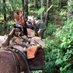 Photo by Sherry Baysinger

Cutline:  Larry Baysinger dismounts his horse Scout to clear fallen tree branches off a trail in Mt. Mueller. Davidson, his mules, is fitted with a pack saddle designed to carry his chainsaw on top, an axe (the yellow axe handle is seen sticking out of the pack box) and other tools, and even two small chairs he and his wife to sit on when taking a break.