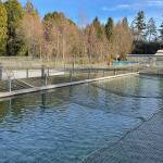 Matthew Nash/Olympic Peninsula News Group 

As part of the construction plan to build and move a new Hurd Creek Hatchery, crews will remove and fill in a large fish pond. Demolition must wait for the new, nearby facility to be complete, according to state documents.
