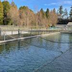 As part of the construction plan to build and move a new Hurd Creek Hatchery, crews will remove and fill in a large fish pond. Demolition must wait for the new nearby facility to be complete, according to state documents. (Matthew Nash/Olympic Peninsula News Group)
