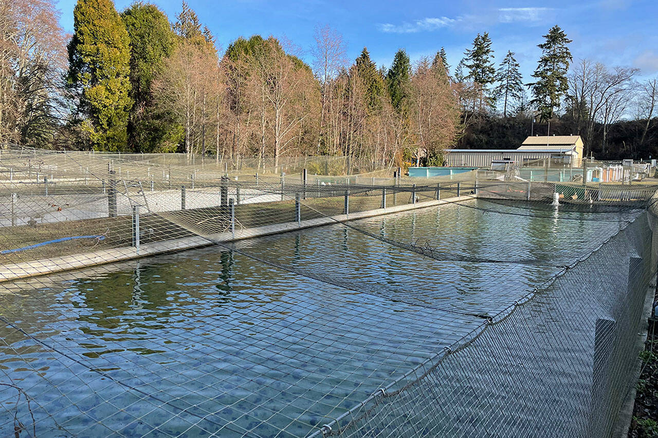 As part of the construction plan to build and move a new Hurd Creek Hatchery, crews will remove and fill in a large fish pond. Demolition must wait for the new nearby facility to be complete, according to state documents. (Matthew Nash/Olympic Peninsula News Group)
