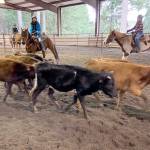 Submitted photo

Cutline: Sequim’s WAHSET Cattle sorting team of Katelynn Sharp, left, and Riley Smith at a recent practice in Port Orchard