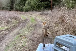 A coyote treated by Center Valley Animal Rescue after the animal injured itself at Jefferson Healthcare is released into the wild. (Center Valley Animal Rescue)
