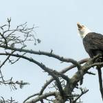 A bald eagle caws from the top of a tree on the bluff overlooking Dungeness Harbor along Marine Drive northwest of Sequim on Saturday. The bluff is a favored nesting place for eagles and is typically inhabited by several mating pairs. (Keith Thorpe/Peninsula Daily News)