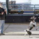 Chris Paulsen of Port Angeles watches as his dog, Loki, chases after soap bubbles at Port Angeles City Pier. Paulsen said that popping bubbles was the canines favorite form of recreation. (Keith Thorpe/Peninsula Daily News)