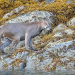 A cougar was spotted swimming near Vancouver Island in 2020, and researchers have found that the cats can potentially swim up to 2 kilometers, allowing them to reach more than half the islands in Puget Sound. (Courtesy photo/Tim Melling, Panthera)