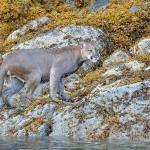 A cougar was spotted swimming near Vancouver Island in 2020, and researchers have found that the cats can potentially swim up to 2 kilometers, allowing them to reach more than half the islands in Puget Sound. (Courtesy photo/Tim Melling, Panthera)