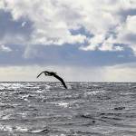 A Laysan Albatross found on the Columbia River in February was released from the back of a U.S. Coast Guard cutter off the coast of Cape Flattery Wednesday after spending a month at a wildlife sanctuary in Lynnwood. (Courtesy photo / USCG Petty Officer Steve Strohmaier)