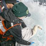Washington Department of Fish and Wildlife biologist Jen Mannas helps to release a Laysan Albatross from the back of a U.S. Coast Guard cutter off the coast of Cape Flattery on Wednesday. The bird was found on the Columbia River in February and spent almost a month at an animal rehabilitation center in Lynnwood before being released. (Courtesy photo / USCG Petty Officer Steve Strohmaier)