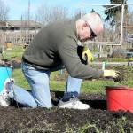 KEITH THORPE/PENINSULA DAILY NEWS
Tom McGraw of Port Angeles pulls weeds from a plot in the Fifth Street Community Garden in Port Angeles on Tuesday. With the first day of spring less than a week away, many gardeners are starting the process of preparing for the upcoming growing season.