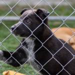 Olympic Peninsula Humane Society recently rescued 25 small-breed puppies from kill shelters in California, ages 10 weeks to 1 year, and is in the process of spaying/neutering them, administering their vaccines and helping the medically fragile.