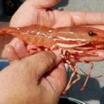 Spot Shrimp season opens May 25 through much of the Strait of Juan de Fuca and Puget Sounds. (WDFW)